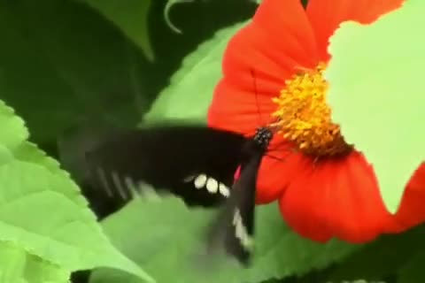Ein Schmetterling in Amazonas