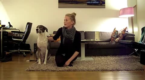 Hundetricks mit Camil