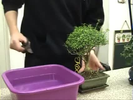 Bonsai beschneiden