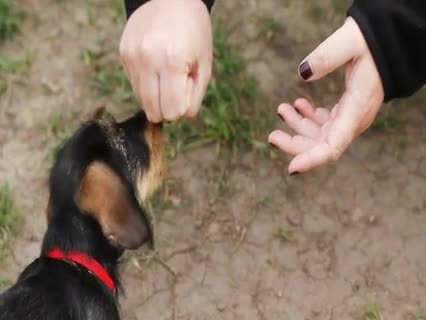 So lernt der Hund 