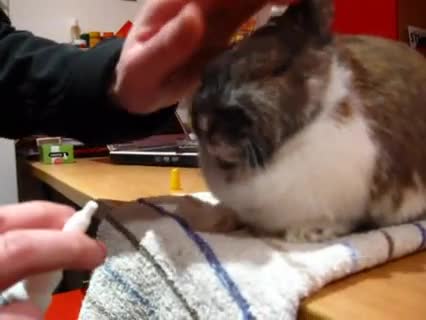 Kaninchen versorgen mit Nasenspray