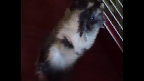 Meerschweinchen Freude