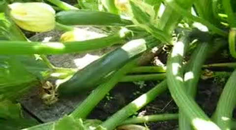 Zuchini ernten - so geht´s