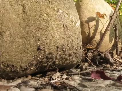 Wer erkennt was das für merkwürdige Insekten sind?
