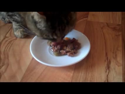 Katzenfutter im Test: Sheba gegen Juwel