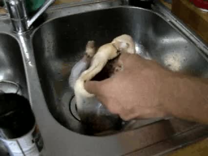 Perlhuhn im Ofen zubereiten
