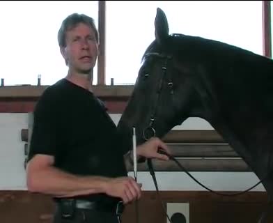 Reiten - Sicher aufsitzen vom Podest