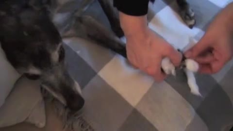 Pfote verbinden beim Hund