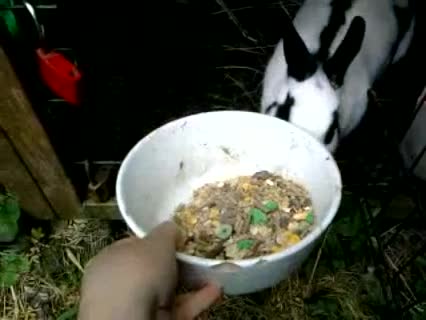 Wie gehe ich mit Kaninchen um?