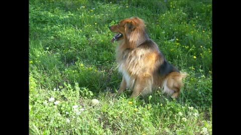 Hund braucht ständig seinen Auslauf, also erst überlegen bevor man sich einen Hund anschafft!
