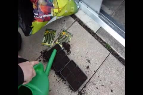 Zucchini auf der Fensterbank vorziehen