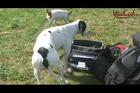 Hunde  verstehen- Wie kann ich meinen Hund besser begreifen 