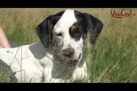 Hundevermittlungen – Was man beachten sollte  