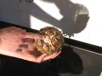 Wann ist eine Ananas reif?