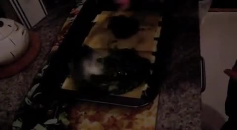 Vegetarische Lasagne mit Spinat und Zucchini