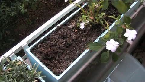 Jetzt Blumenzwiebeln pflanzen für´s nächste Frühjahr!
