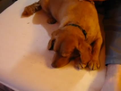 Wen man so alles mit einem GF Massagetierchen tierisch verwöhnen kann! 
