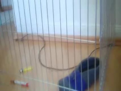 So wird die Wohnung welpensicher