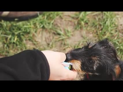 So bringt man dem Hund das Kommando 